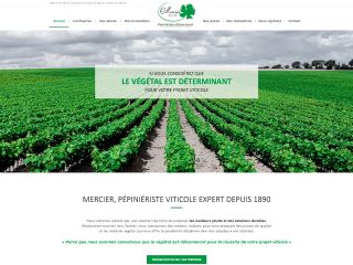 pépiniériste viticole, production de vigne, création de vignoble